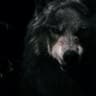 Black Wolf