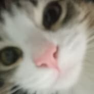 hido