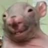 X ratão