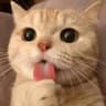 Just Señor Gatito