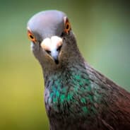 AvidBirdWatcher