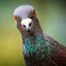 AvidBirdWatcher