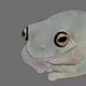Gray Frog