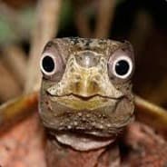 ☆ M . U . J .  A . R . O ☆