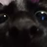 meow