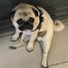 Pug