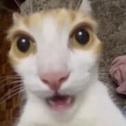 viht