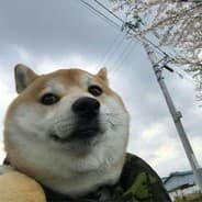 dogilele