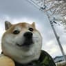 dogilele