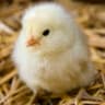 chiken