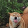 cute dogo