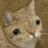Gato Anemico