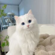 ????????????⁧⁧fazi