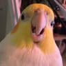 zukie