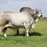 Brahman Hump