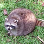 alvinchipmonky