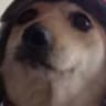 Russian Doggo
