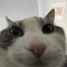 Volk