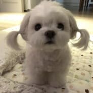 cutedog
