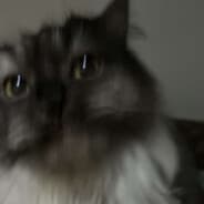 Ashina
