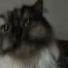 Ashina