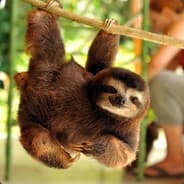Papa Sloth