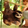 Papa Sloth