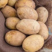 Potato
