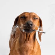 Wat Da Dog Doin