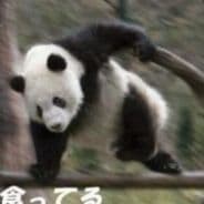 inpanda reactions