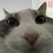 ayybola