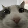 ayybola