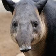 Tapir