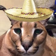 Magic Cat