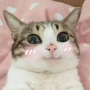 pokkzye