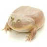 It is wednesday my dudes