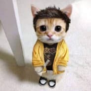 gato