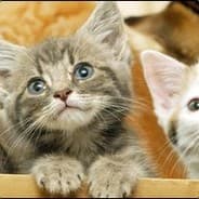 ABoxofSlyKittens