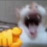 Wafel