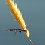 Wheaty