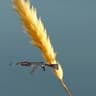 Wheaty
