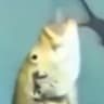 Wubba