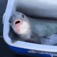 AAAAAAAAAAAAAAAAAAAAAAH