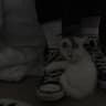 Haris