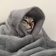 Kat
