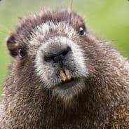 Booobr
