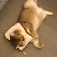 YYA
