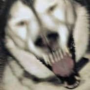 Gусь