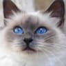 Raoul