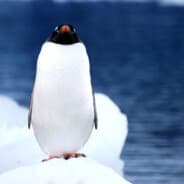 Tired penguin